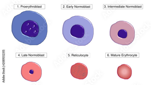 Bild auf Leinwand Erythropoiesis Maturation Stages Diagram showing Red Blood Cell Development Info