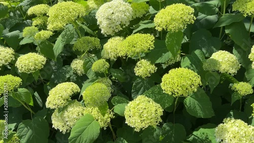 Lime Rickey Hydrangea arborescens in full bloom, pale green and white lacecap clusters.