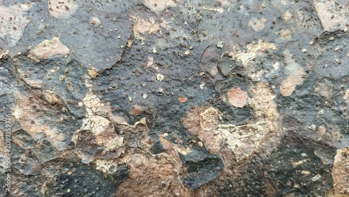 Schilderij op canvas Macro texture of natural tropical tree bark with rough abstract patterns and bumpy surface