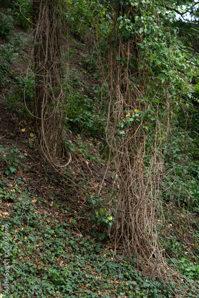 Obraz premium Tangled dry ivy vines hang on an old tree trunk in a dense summer forest. This organic woodland background texture represents wild nature conservation, botany science, and outdoor habitat.