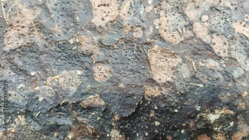 Foto Macro texture of natural tropical tree bark with rough abstract patterns and bumpy surface