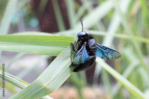Macro image of a Carpenter bee with vibrant wings resting on a blade of grass.