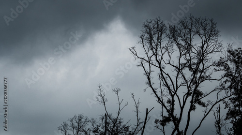 Vászonkép Silhouette dead tree on dark dramatic sky and black clouds