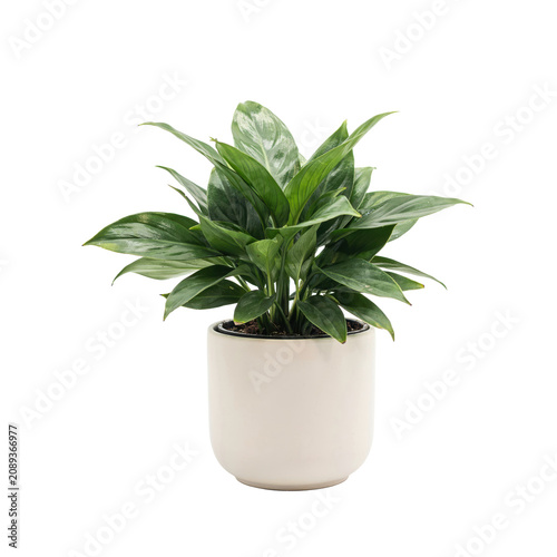 A lush green peace lily houseplant with vibrant pointed leaves potted in a simple matte beige ceramic container on a plain white background