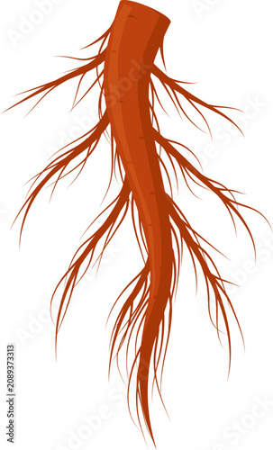 Obraz na plátně Plant root system showing a strong taproot with many branching rootlets