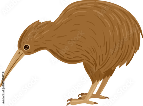 Obraz na plátne Kiwi bird illustration standing on a white background, symbolizing New Zealand a