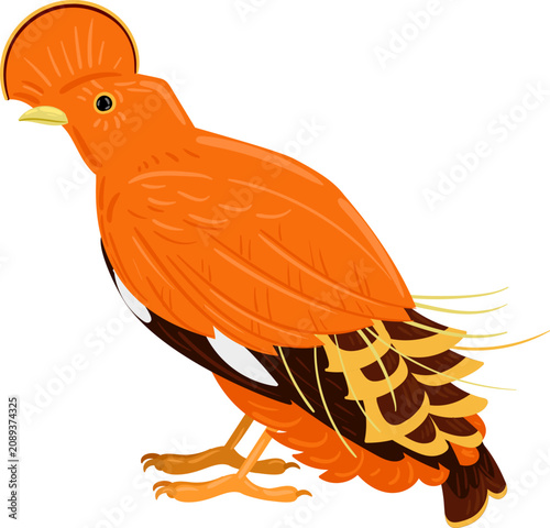 Fotografie Andean cock of the rock displaying its vibrant orange plumage and distinctive fa