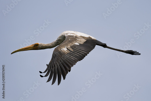 🟤 Painted Stork - Juvenile
🚫 Protected wildlife: Hunting and keeping as pets are prohibited

Juvenile Painted Stork flying with fluttering wings, so damn handsome.