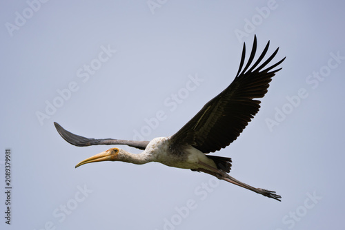 Obraz na płótnie 🟤 Painted Stork - Juvenile
🚫 Protected wildlife: Hunting and keeping as pets are prohibited

Juvenile Painted Stork flying with fluttering wings, so damn handsome
