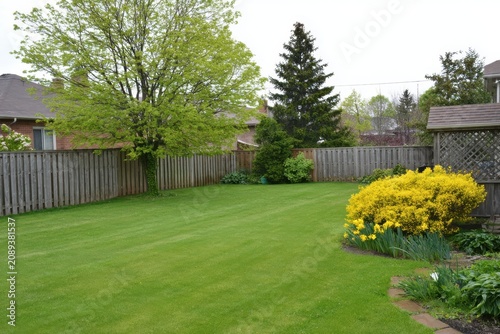 Suburban Backyard Oasis Lush Green Lawn Wooden Fence Spring Blooms Eye Level View Residential Area