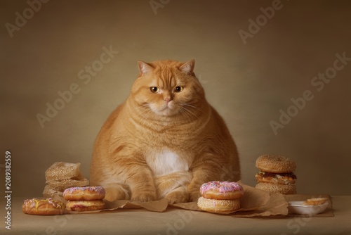 Overweight Ginger Cat Posing with Donuts and Burgers in Studio Setting Front View Funny Pet Food Concept