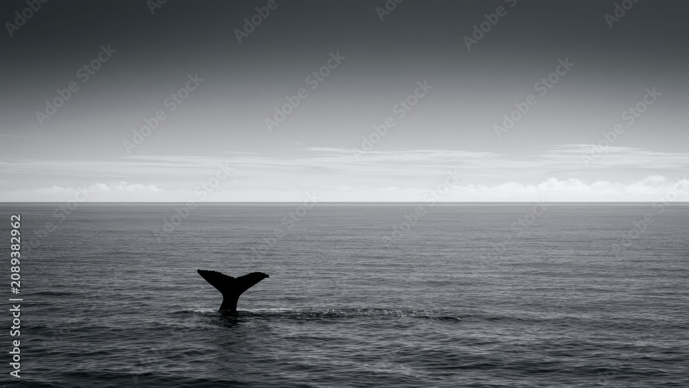 Naklejka premium モノクロの海に浮かぶクジラの尾びれ 静寂な海景風景