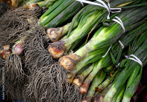 Fotografía Fresh organic spring onions at a local farmer's market display in Catania Sicily, Italy
