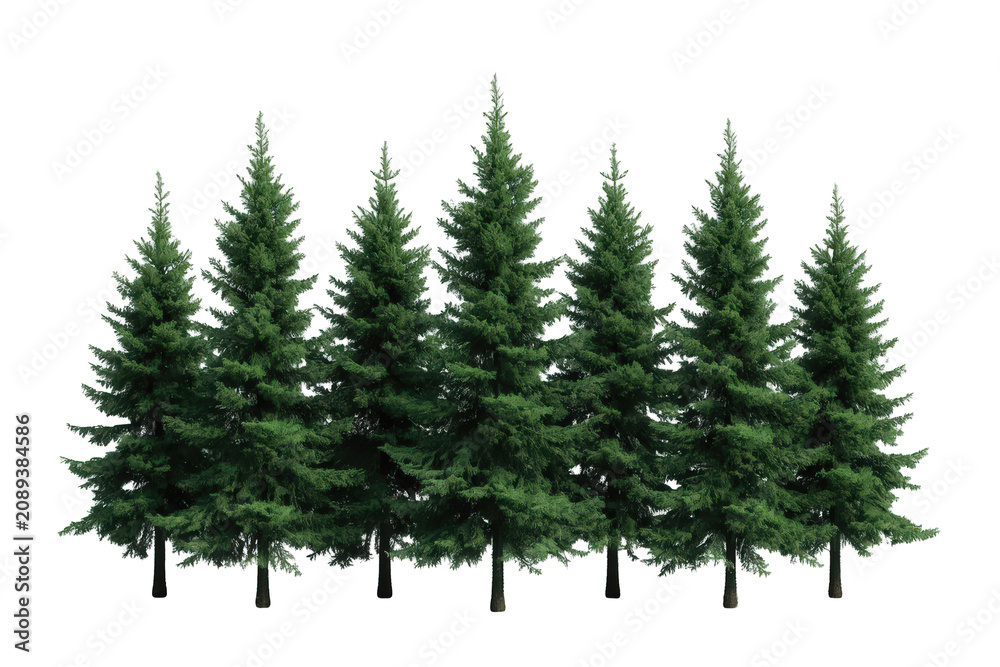 Obraz premium Pine trees standing side by side, forming a green forest display. Evergreen plants on transparent background