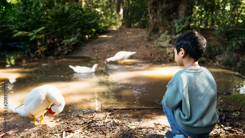 Young Asian Boy Watching White Ducks at a Pond in a Natural Park