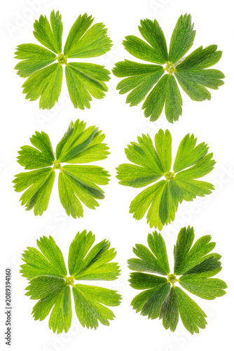 Принти на полотні Isolated fresh green cinquefoil leaves with buds, vibrant botanical garden plants closeup