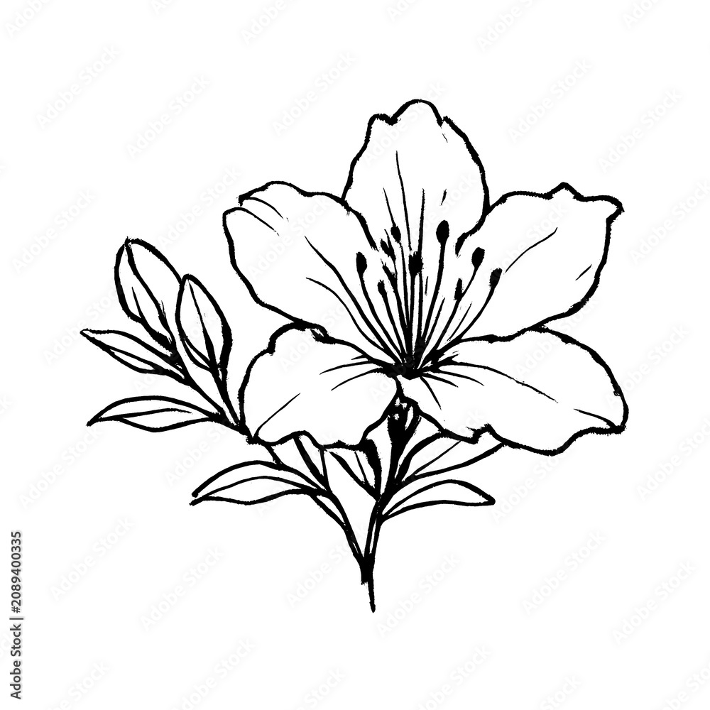 Obraz premium PNG Elegant floral line art illustration.