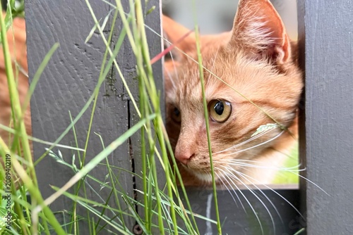 Foto A curious ginger cat peeks through the slats of a wooden fence, surrounded by tall green grass