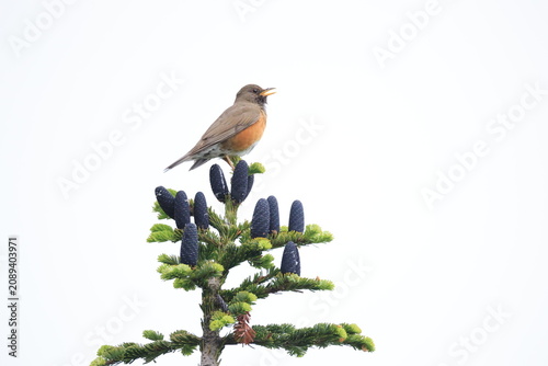 Bilde på lerret マツの木にとまる鳥のアカハラ