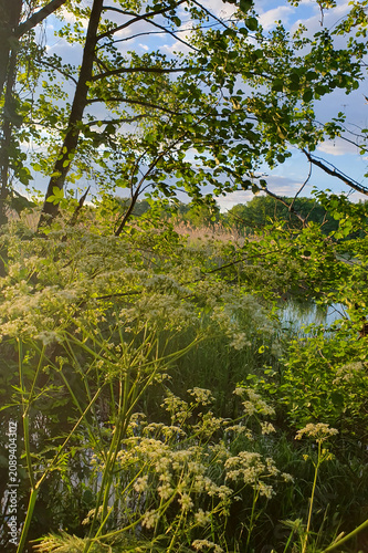 Beautiful summer landscape with blooming wild white flowers on a riverbank at sunset. Green trees