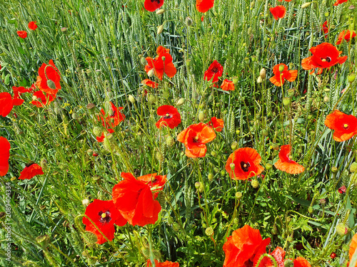 Beautiful bright red poppy flowers blooming in green wheat field on a sunny summer day. Vivid natural texture