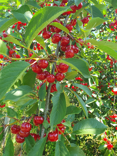 Abundant harvest of ripe red cherries hanging on a tree branch with vibrant green leaves. Fresh organic berries
