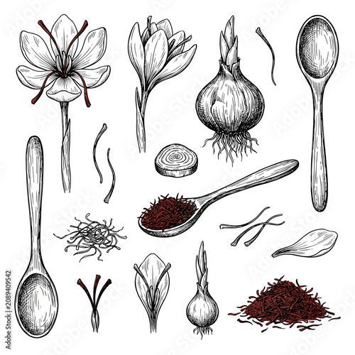 Saffron crocus flower, bulb, spice thread and wooden spoon, botanical ink sketch illustration, isolated on white