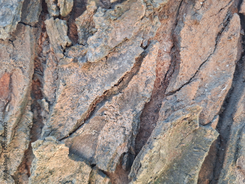 Fototapeta premium Detailed close-up of weathered tree bark with fine cracked patterns on a flat wood surface.