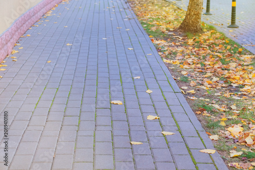 Yellow leaves in pedestrian zone in park. Paving slab. Walking in autumn park. Sunny weather in autumn. Orange fall leaves.