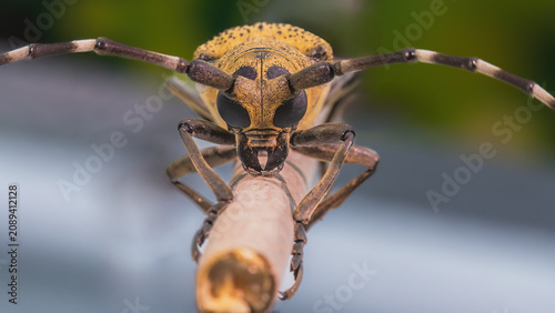 close up of a beetle on a leaf