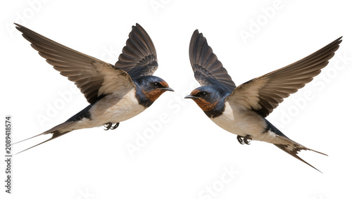 Fényképezés Isolated two elegant barn swallows in mid-air flight, wings spread and tails streaming
