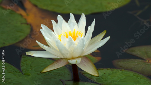 Quadro su tela water lily in the pond