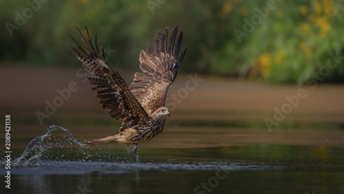 red tailed hawk in flight