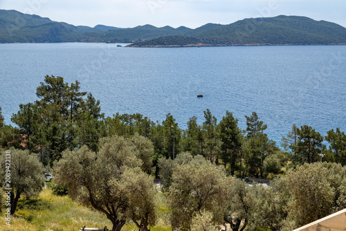 High angle view of blue sea bay and green olive tree forest on hillside slope. Beautiful mediterranean coastal nature landscape on sunny spring day, April, Kas region, Turkey.