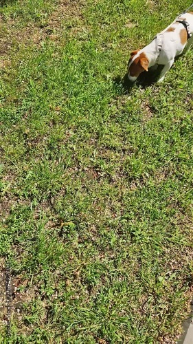 A small white and brown terrier wearing a harness carefully sniffs bright green grass outdoors. Concept of dog walking, animal curiosity, daily routines, and loyal companionship.