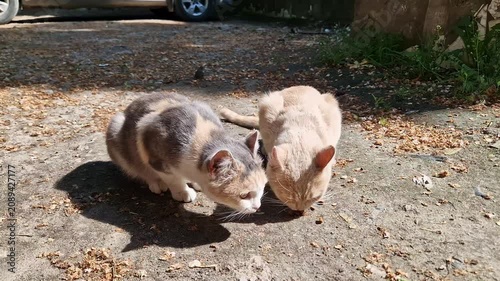 Two hungry stray cats eat dry kibble off a sunlit outdoor concrete surface covered in leaves. Concept of street animal survival, compassionate care, and feeding local feline populations.