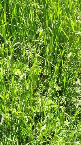 High-angle vertical view of dense green grass and various wild weeds growing together in a bright sunny outdoor field. Concept of nature, growth, ecology, spring season, and organic textures