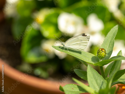 Canvastavla 植物に止まるモンシロチョウ
