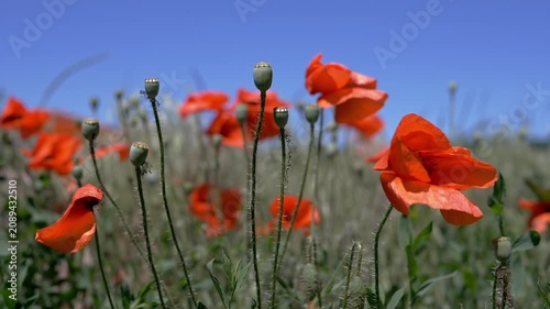 Vibrant red poppy flowers and green seed pods sway gently in a sunlit meadow under a clear blue sky during a warm summer day. Concept of natural beauty, growth, and summer serenity.