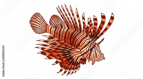 Striking lionfish with bold red, orange, and white stripes. Dramatic spiky fins fan out with long venomous dorsal spines and flowing pectoral fins.