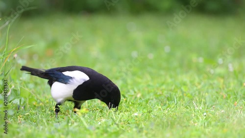 Black billed magpie walking, looking for food with its beak and eating in the grass in a domestic garden in spring. Pica pica, Bellis perennis, Indre-et-Loire 37, région Centre, France, Europe