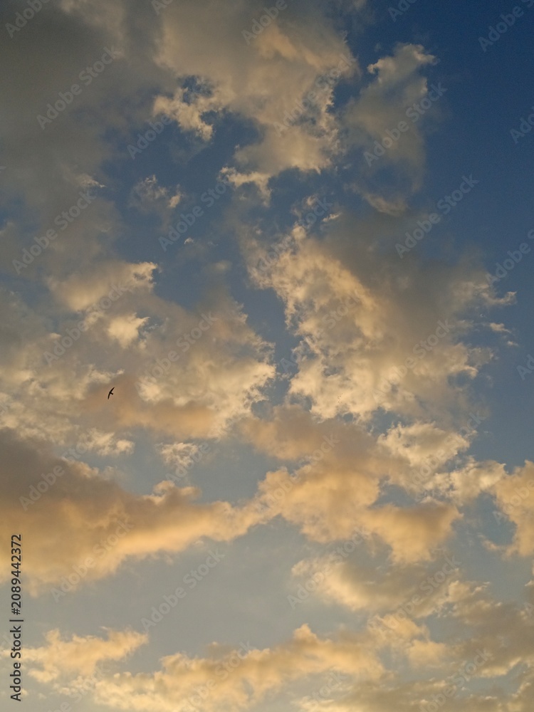 Fototapeta premium Scattered fluffy clouds illuminated by warm golden hour sunlight against a blue sky.