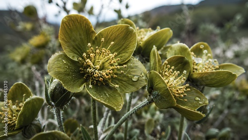 A vibrant, detailed close-up of green flowers, accented with small, glistening water droplets on their petals, captured in an outdoor setting.
