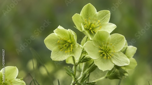 A bright, soft-focus portrait of light, lime-green hellebore flowers with delicate yellow centers, standing out against a blurred natural green background.