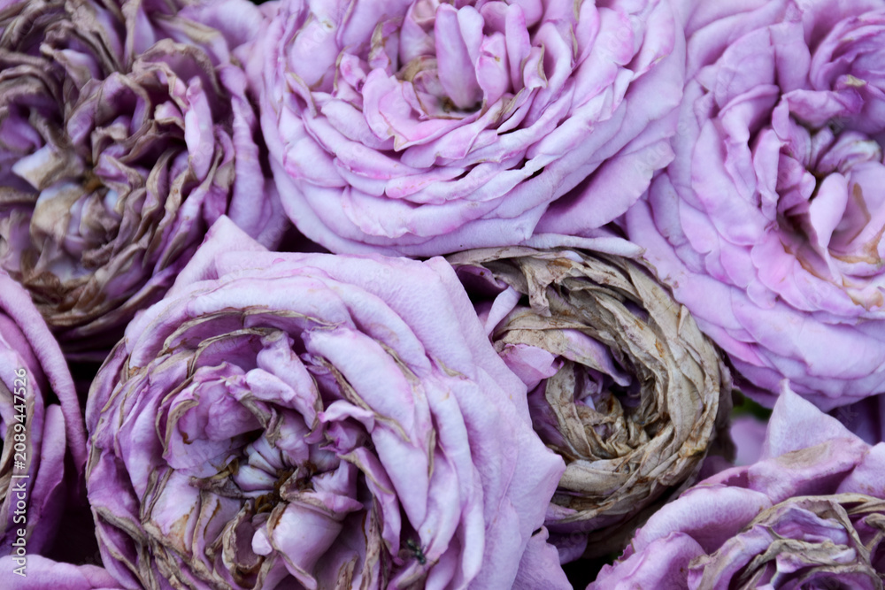Obraz premium Detailed close-up of lavender roses in different stages of freshness, featuring soft petals and naturally wilted blossoms. Rich floral texture suitable for botanical backgrounds, seasonal designs