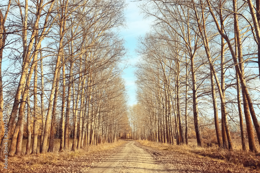 Naklejka premium autumn park, nature landscape, trees in a seasonal background
