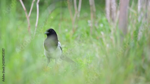 Black billed magpie walking in the grass in a domestic garden in spring. Pica pica, Indre-et-Loire 37, région Centre-Val de Loire, France, European Union, Europe