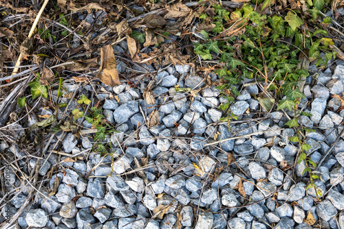 Εκτύπωση καμβά Green ivy growing across gravel with dry leaves and natural ground texture