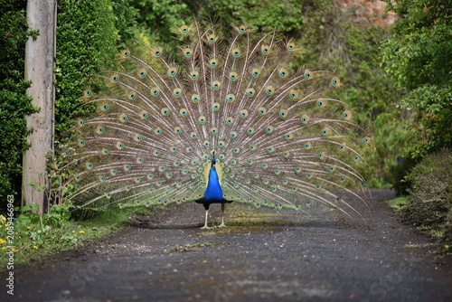 A peacock with tail flowers on display stood on a drive.