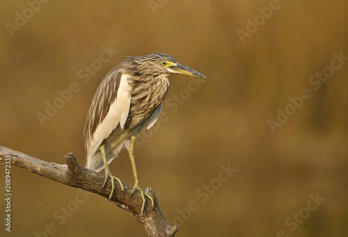 Pond Heron perched motionless on a branch.